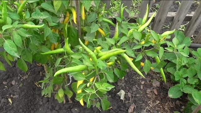 Мелкий желтый жгучий перец в конце сентября