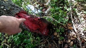 Мои 6 Соток СТВОЛ ЯБЛОНИ ПОСЛЕ ПОПАДАНИИ В НЕЁ МОЛНИИ