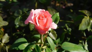 15=09=2025  ник   (108)