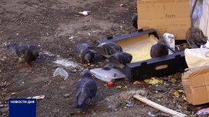 КОРМИТЬ ГОЛУБЕЙ В ОРЕНБУРГЕ ОПАСНО ДЛЯ ЗДОРОВЬЯ