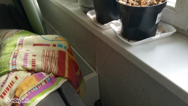 Помидоры и огурцы на пожпконтке смотреть онлайн