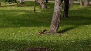 Белочка делает запасы.mp4