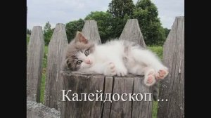 560 The Spanish Guitar - Love Story