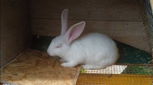 Клетки для кроликов, уличное содержание, своими руками.