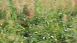 ИПР. МУР Классик, задержание в угон.