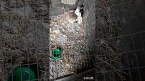 Животные.Сборник интересных моментов из жизни животных.Фильм3.Серия1.mp4