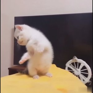 Самый Маленький Котенок