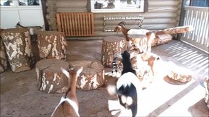 У камерунских коз очередное пополнение 15.09.2025