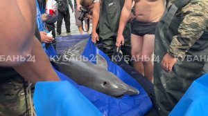 Операцию по вылову дельфина из реки провели в Приморско-Ахтарском округе