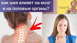 Шея + диафрагма + половая система. Алгоритм упражнений