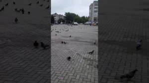 Конаково-Голубиное нашествие-архив-20.06.25