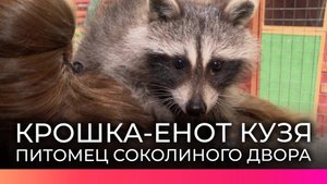 Сотрудники Новгородского музея-заповедника воспитывают ручного енота Кузю