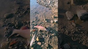 Рыбалка на третьем оленьем, река Яна. Хариус, мальма, кижуч.🐟🎣💙