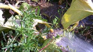 Полив основного корня тыквы сорта "Голиаф"