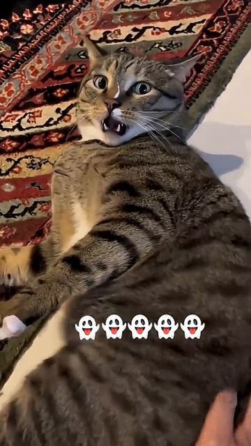 А КАК ВАШ КОТИК МЯУКАЕТ??