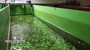 Уникальных пятнистых сомов теперь разводят в Дагестане