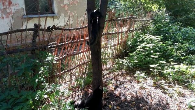 Слайд-шоу. Кошачьи прогулки.