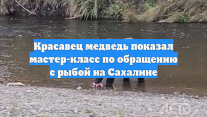 Красавец медведь показал мастер-класс по обращению с рыбой на Сахалине