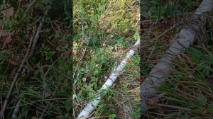 кота нннадо????