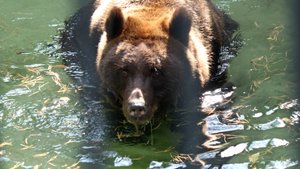 Бурая медведица Валя