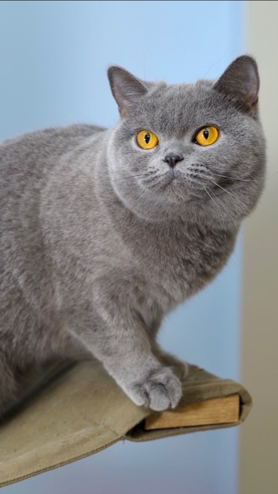 Британская кошка Юсти возраст  2 года