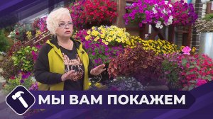 Мы вам покажем: Высадка колеуса
