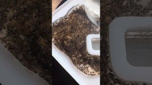 В поисках матки геминаты. Нервы, боль, слезы…