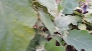 1 день у прабабушки! Куры играют в догонялки! Говорящий попугай 🦜 Проша!