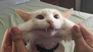 ПРИКОЛЫ С ЖИВОТНЫМИ ДО СЛЕЗ #205 Смешные КОТЫ И СОБАКИ Приколы