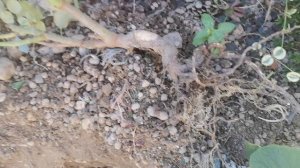 Как растут розы на камнях