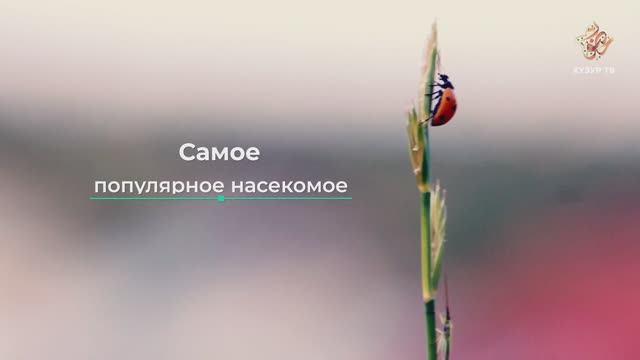 Самое популярное насекомое | Чудеса сотворения. Мир насекомых