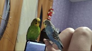 не дают скучать