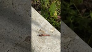 Последние денечки лета в деревне и не только 25-31.08.2025г