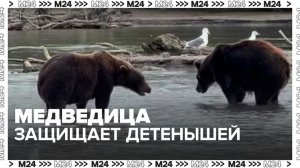 Медведица на Камчатке защитила детенышей от другой медведицы - Москва 24