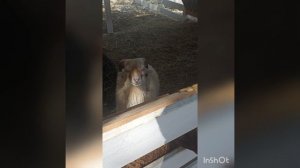 ферма Альпак,Кипарисовое озеро #Сукко