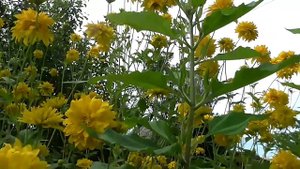 ЗОЛОТЫЕ ШАРЫ