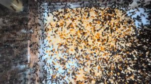 Отвечаю на вопросы) семья Мессор минор (messor minor) огромная колония в огромном формикарии!!!