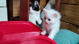 Котёнок постарше играет с маленьким котёнком. Мама-кошка и её котята.