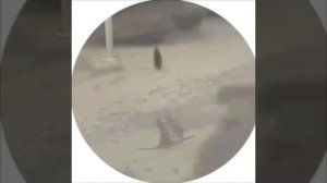 Крысы устроили бой без правил прямо на парковке в Химках. #Юмор #Приколы #Мемы