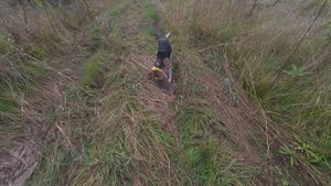 Охота на зайца с эстонской гончей.Второй выезд,первый заяц.#охотаназайца #охота