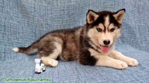 Предлагаем черно-белую, голубоглазую девочку щенка хаски, родилась 22 июля 2025 года