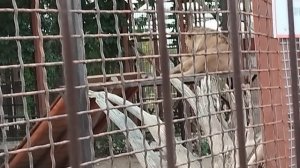 Лев Шерхан ростом с второклассника.Детектив с провокаторами в МинЗоо. 13 сентября.
