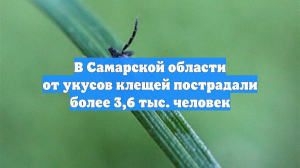 В Самарской области от укусов клещей пострадали более 3,6 тыс. человек