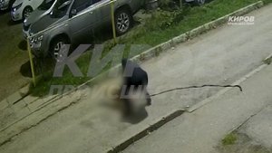 Амстафф напал на мальчика с собакой