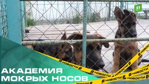 Академия мокрых носов. Как в Челябинске воспитывают служебных собак