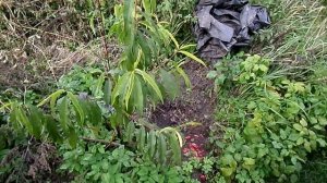 6 Соток КАК РАСТЁТ ПЕРСИК КАНАДСКИЙ В ГЛИНЕ?