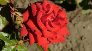 15=09=2025  ник   (55)