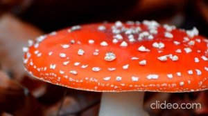 3 долженствование