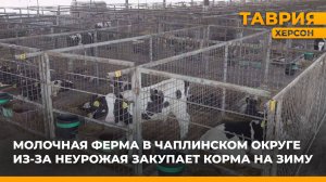 Молочная ферма в Чаплинском округе из-за неурожая закупает корма на зиму