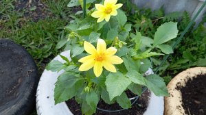 Обзор своего огорода 2025 года,как все начиналось.😂😂😂